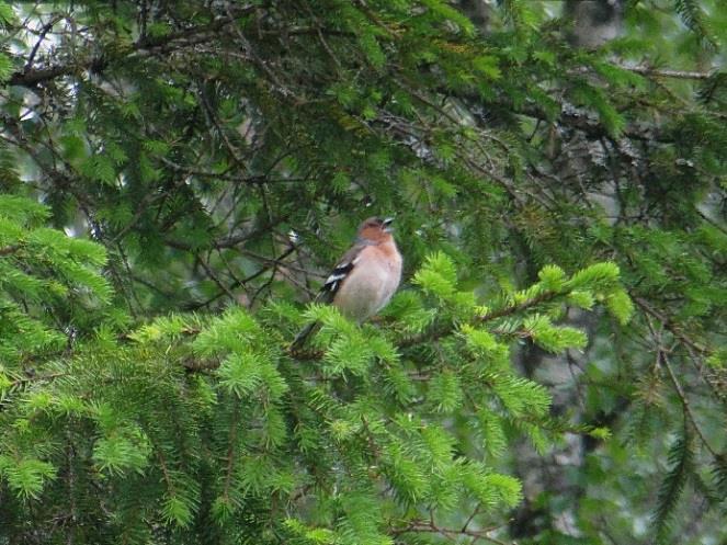 Yhdyskunnan sijainti on esitetty luontokartalla liitteessä 2 ja se on huomioitava kohde. Kaava-alueen luoteispuolella sijaitseva Kivijärvi on arvokas lintuvesi.