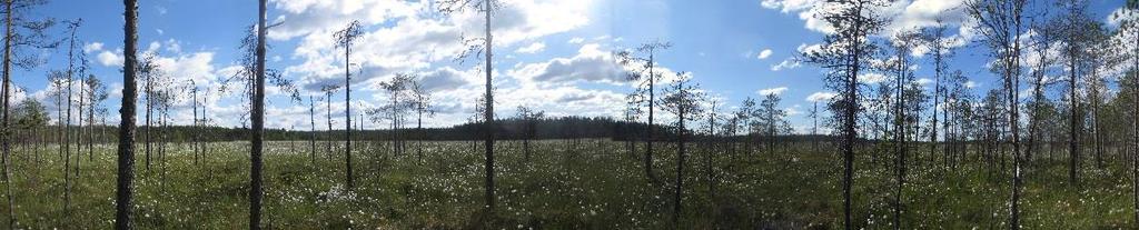 8 ARVOKKAAT LUONTOKOHTEET Kaava-alueen metsät ovat talouskäytössä ja suot pääosin ojitettu.