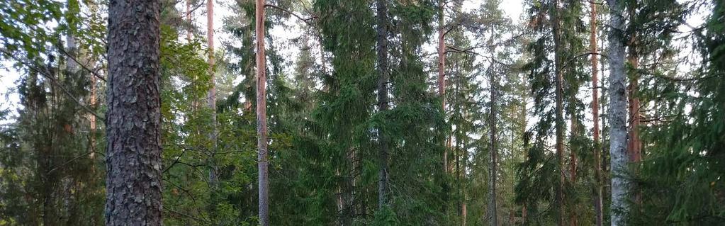 Selostus A-2751 6 (16) 3.1.1 Yleiskuvaus Suunnittelualue sijaitsee Pirttiharjussa, Petsamon pientaloalueen reunalla.