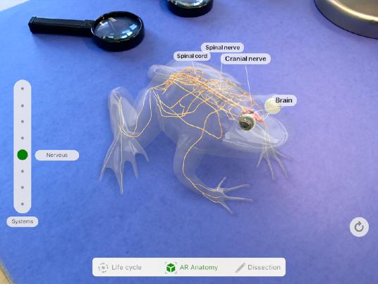 Oppitunti-ideoita: Luonnontieteet Froggipedia Froggipedia-apilla oppilaat voivat tarkastella sammakon elinkaarta, tutkia elävää sammakkoa lisätyssä