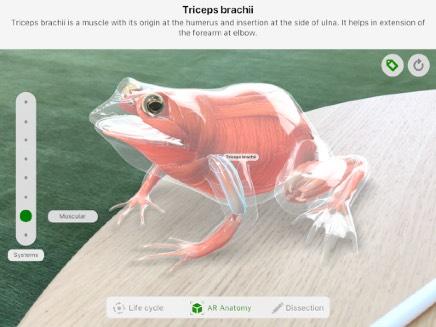 Froggipedia täydentää perinteisiä tekstejä ja kaavioita ja innostaa hyödyntämään erilaisia oppimistyylejä eri luokka-asteilla.