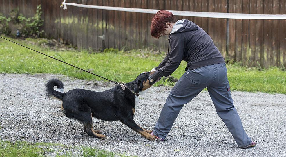 Luonnetesti Mitattavista luonnearvioista luonnetestit ovat tällä hetkellä tärkein tiedon lähde. Muita tietolähteitä ovat jalostustarkastukset, MH-kuvaukset sekä näyttely- ja koetulokset.