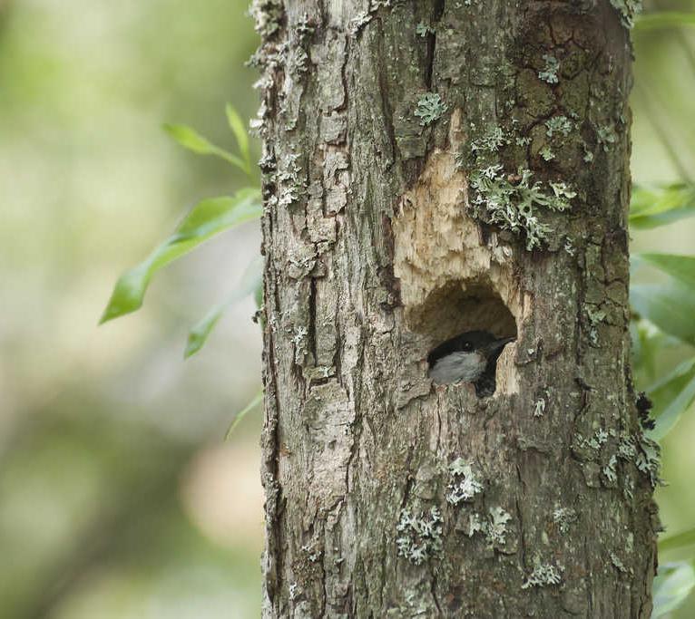 Metsä Group, puunhankinta ja metsäpalvelut Puunhankinta hoidetaan kestävästi Suomen metsävarat kasvavat