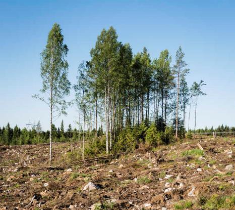 jotka tuovat eri-ikäisrakennetta metsäkuviolle ja ajan kanssa lahoavat Säästöpuiksi valitaan lehtipuita, jos niitä vain kohteella on.