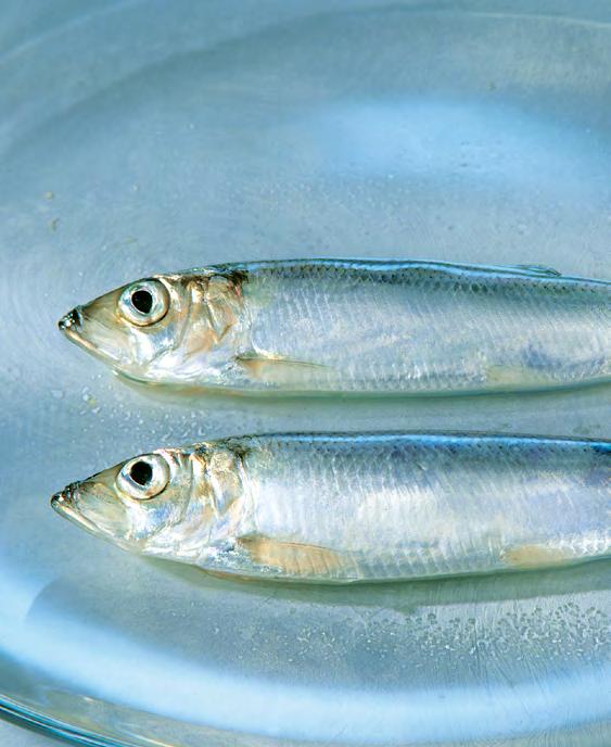 S I L A K K A, ITÄMEREN HOPEA-AARRE Silakka on Itämeressä elävä pieni parvikala, sillin pienikokoisempi ja vähärasvaisempi alalaji.