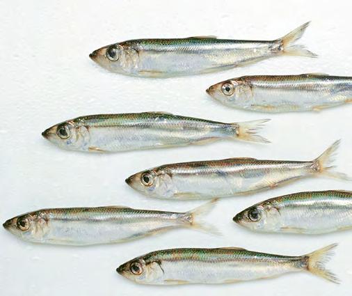 Saaliin mukana merestä poistuu valtavat määrät kaloihin sitoutuneita ravinteita. Itämeressä typpi ja fosfori aiheuttavat rehevöitymistä, mutta silakka tarvitsee molempia kasvaakseen.