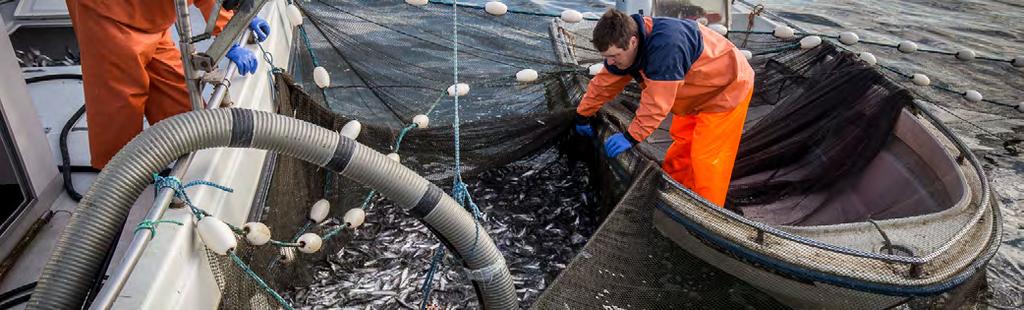 Kuva: Meri- ja kalatalousverkosto, Markku Saiha SILAKKA MATKAA MERESTÄ RUOKAPÖYTÄÄN AMMATTILAISTEN KYYDISSÄ Silakka on kautta aikain rakastetuimpia ruokakalojamme.