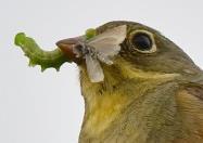 2) Voiko lintujen epäsuora rooli (syövät tuholaisten selkärangattomia petoja)
