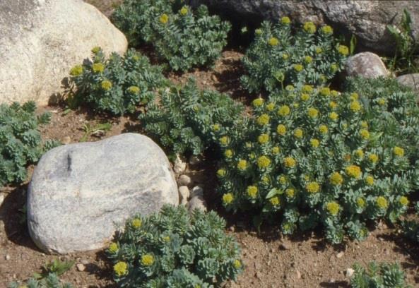 Pohjanruusujuuri (Rhodiola rosea) Lapin tunturiseudulla kasvava pohjanruusujuuri on nykyisin arvostettu adaptogeeninen rohdoskasvi, mutta se on myös kivikkopuutarhojen näyttävä koristekasvi
