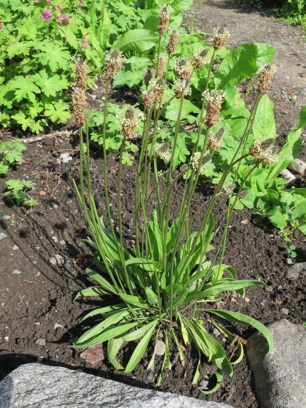 Kuva 22. Heinäratamon kukinta on loppuvaiheessa. Rohtovirmajuuri (Valeriana officinalis) Suomen luonnossa kasvaa kolme virmajuurilajia: lehtovirmajuuri, rohtovirmajuuri ja harvemmin merivirmajuuri.