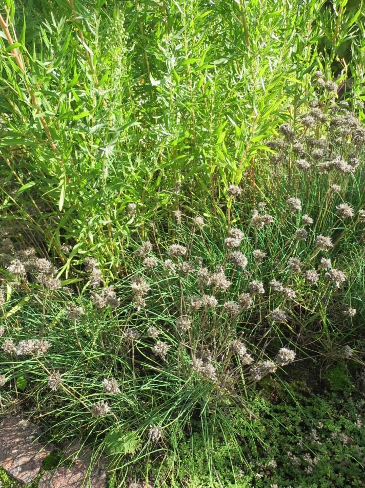 Kuva 27. Kukinnossa on mustia siemeniä syyskuun alussa. Kuva 28. Pieniä mustia siemeniä on helppo putsata. Takiaiset (Arctium sp.