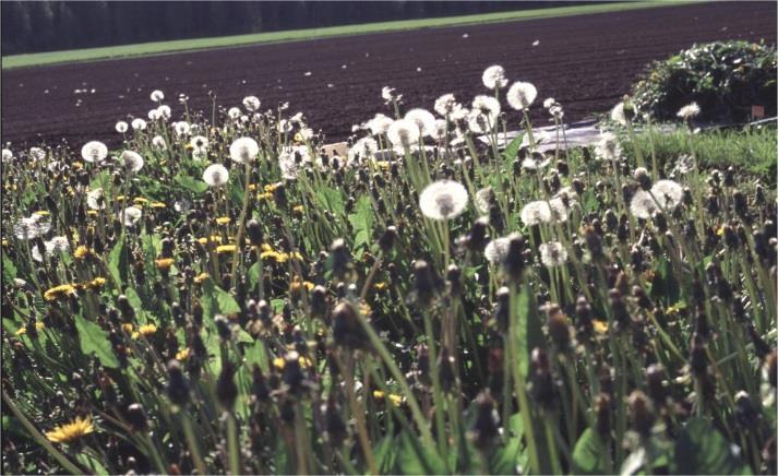 Kuva 32. Tummarusokin siemenet tarttuvat helposti vaatteisiin. Voikukat (Taraxacum officinalis) Tavallinen voikukka Voikukan juuri on tärkeä luonnon rohdoskasvi, raaka-aine.