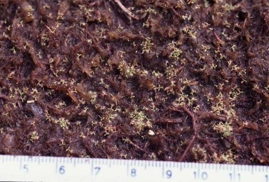 Kuva 11. Taimetkin ovat alussa hyvin pieniä. Kultapiisku (Solidago virgaurea) Kultapiiskua esiintyy luonnossa koko maassamme - pohjoisessa matalampi pohjankultapiisku (S. v. subsp.