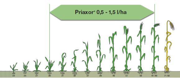 PRIAXOR Priaxor tuo joustavuutta tautitorjuntaan Mallasohralla käsittely mahdollista korrenkasvun alusta kukintaan 0,5 1,5 l/ha Vehnällä Priaxor tulee ruiskuttaa yhdessä triatsoli valmisteen kanssa