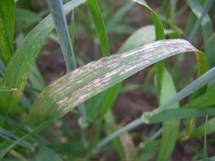 ja käsitellä samanaikaisesti! Maissin kasvinsuojelu PR39V43 Wuxal Terios Mn+ ei sisällä pelkästään mangaania!