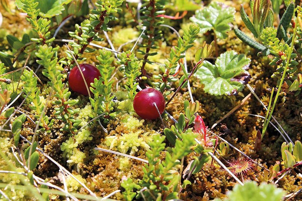 Metsähallitus/Below Lähteet: Selkärangattomat: Noreika ym.