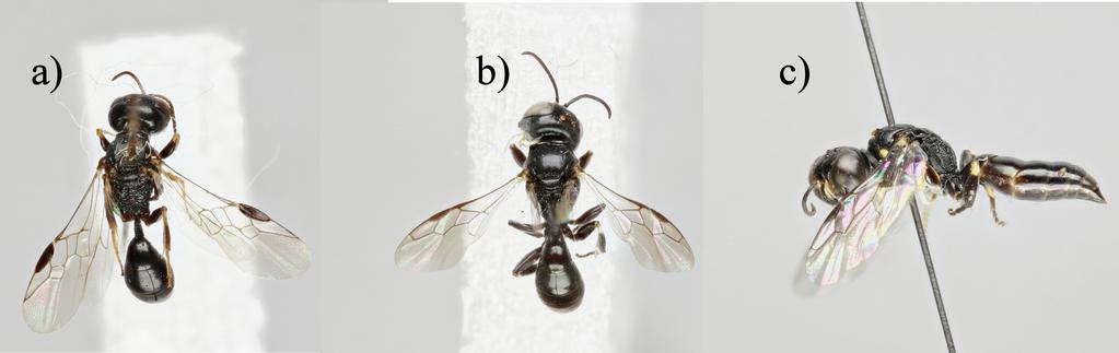 17 Kuva 9. a) Stigmus solskyi ; b) Crossocerus elongatulus ; c) Crossocerus podagricus.