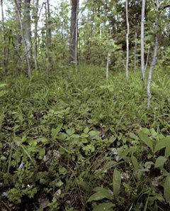 22 on sen sijaan niukasti. Ravinteikkaimmissa lehdoissa on runsaasti myös pensaita. Etelä-Suomen lehdoista poiketen Puijon lehdot ovat kuusivaltaisia.