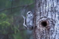 29 Liito-orava viihtyy sekametsissä Puijon alueelta on löydetty uhanalaisen liito-oravan reviirejä. Liito-orava on hieman tavallista oravaa pienempi yöeläjä, joka liikkuu liitämällä puusta toiseen.