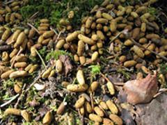 Liito-orava syö kesällä puiden lehtiä, parhaiten sille maistuvat haavan ja lepän lehdet. Lehdettömänä aikana se syö lepän ja koivun norkkoja.