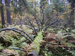 36 Vanha metsä lisää monimuotoisuutta Puijon puusto on huomattavasti tavanomaista talousmetsää iäkkäämpää, paikoin jopa yli 200-vuotiasta.
