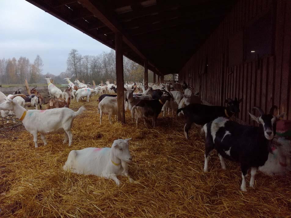 Kileille ostetaan kilirehua Belgiasta. Myös vilja on ostorehua.