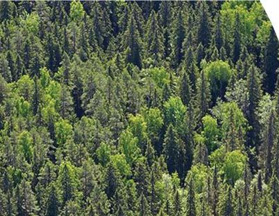 metsänhoito- ja taksaattoriklubit Antti