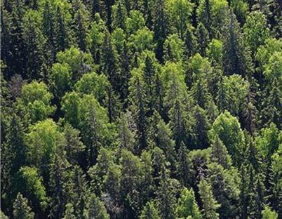 Korhonen Luke / Metsävarojen inventointi ja
