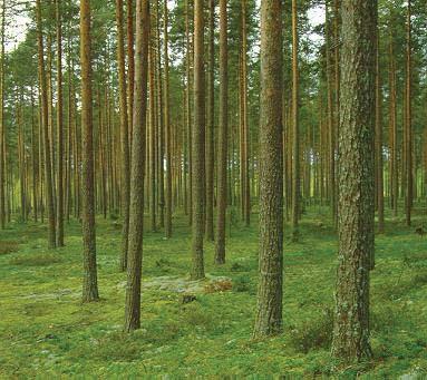 VMI kuviotiedot Metsikköä kuvaavat tiedot (n. tunnusta): Hallinto: suojelu, maanomistus jne. Maankäyttö ja maankäytön muutokset Maaperä, kasvupaikka, ojitus, jne. Puusto (lpm, ikä, ppa, jne.