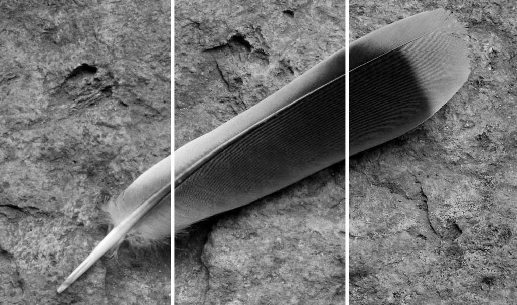Terävyys - Sharpness Terävyys korostaa tai pehmentää kuvan yksityiskohtien piirtymistä kolmiportaisesti: hard (+), normal ja soft ( ).