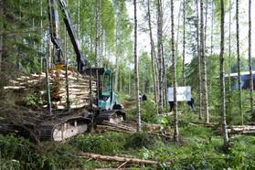 Metsäenergia Kaikki metsästä saatava puuperäinen energia Merkittävimmät ovat sellunkeiton sivutuote mustalipeä, puun kuori ja sahanpuru Näiden lisäksi metsästä kerätään energiapuuta Energiapuuta