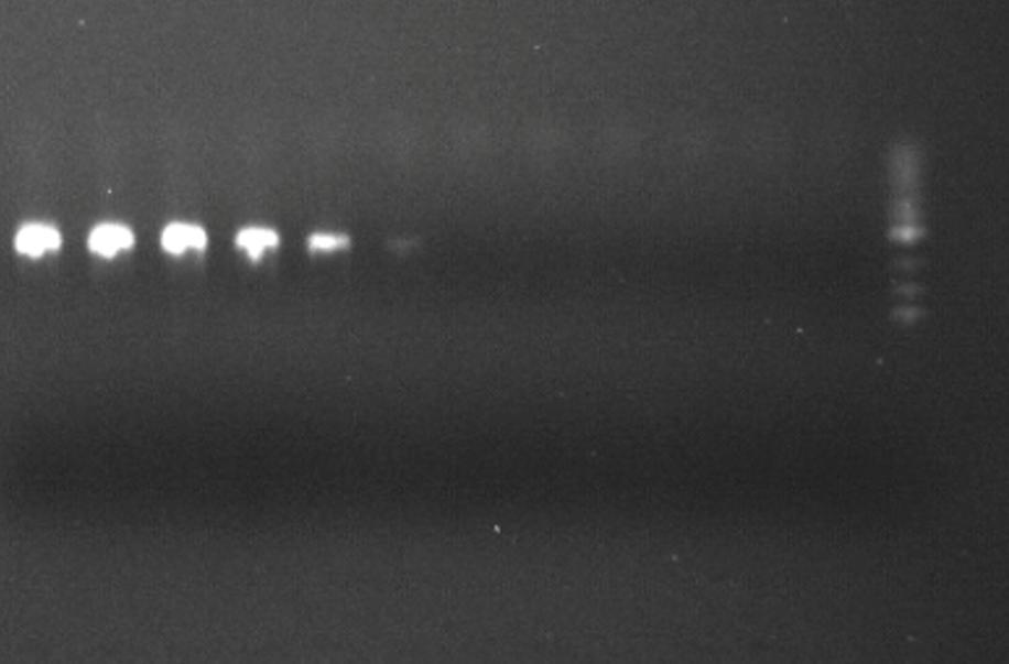 Taulukko 4. ail-geenin monistamiseen käytetty PCR-ohjelma. Vaihe Lämpötila Aika 1. Polymeraasin aktivaatio 95 C 15 min 2. Denaturaatio a 94 C 30 s 3. Alukkeiden pariutuminen a 51 C 30 s 4.