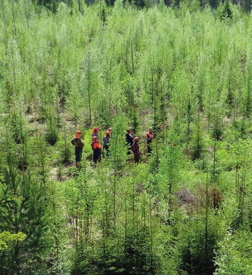 Istuttamisen voit tehdä itsekin, mutta metsänhoitoyhdistyksestä löytyy koulutettuja metsureita, jotka hoitavat homman nopeasti ja tehokkaasti. 2 ONKO TAIMIKKO NIIN TIHEÄ, ETTEI LÄPI NÄY?