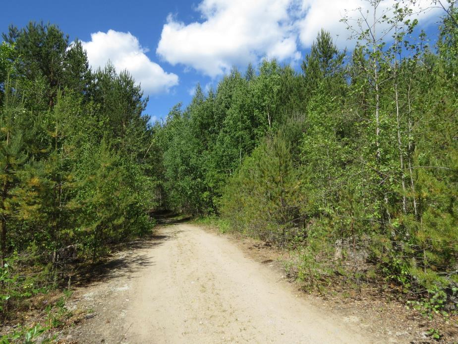 5 3.3 LUONTOTYYPPIKUVIOT 1. Jo pääosin metsittynyt entinen soranottoalue (Kuva 1). Kuviolle on kehittynyt nuorta männikköä sekä lehtipuustoa (mm. koivua, raitaa, haapaa ja harmaaleppää).