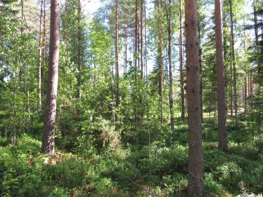 7 8. Avoimeksi hakattu tienristeyksen näkemäalue. Kuviolla on jonkin verran kasvitonta hiekkamaata sekä muutama nuori mänty ja koivu. Kenttäkerroksessa kasvaa mm.