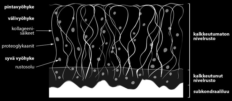 11 m. semimembranosus, m. biceps femoris longus, m. gastrognemius, m. sartorius, m. gracilis ja m. tensor fascia latae. (Ahonen & Sandström ym.