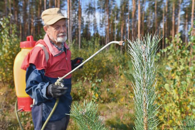 Suojauskeinot riskikohteilla Vahinkoalttiilla kohteilla voi metsänhoidollisten toimien lisäksi turvautua suojauskeinoihin.