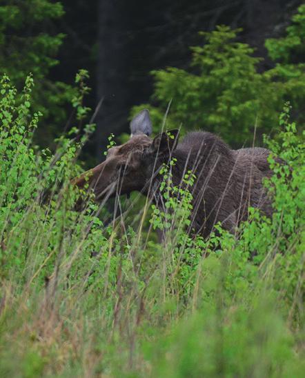 Sisällysluettelo Johdanto 2 Metsänhoidon keinot metsätila- ja kuntatasolla 3 Metsän uudistaminen 4 Taimikon varhaisperkaus 6 Taimikon harvennus 7 Ennakkoraivaus ja harvennushakkuu 8 Lisäravintoa