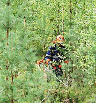 Mikäli haluaa minimoida hirvien aiheuttaman vahinkoriskin, täytyy taimikonhoito ajoittaa erityisen tarkasti.