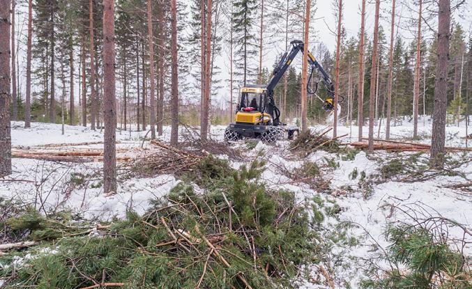 Ennakkoraivaus ja harvennushakkuu Hirvien ravinnoksi kelpaa harvennusikäisestä metsästä löytyvä alikasvos: männyt, lehtipuut ja katajat.