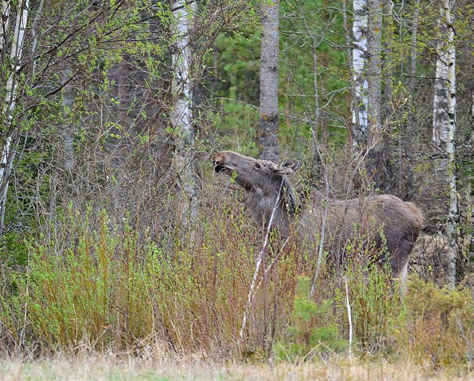 Lisäravintoa metsätalousmaan ulkopuolelta Mikäli riistanhoito kiinnostaa, voi pienellä lisätyöllä kasvattaa hirvien luontaista ravintomäärää myös varsinaisen metsätalousmaan ulkopuolella.