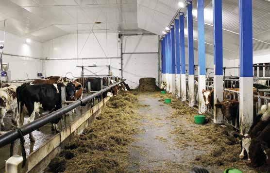 Oman ja eläinten viihtyvyyden lisäksi riittävä ilmanvaihto on erittäin tärkeää myös utareterveyden kannalta, Niina Pekkarinen toteaa. Navettailmaa parantaa myös tehokas lannanpoisto.