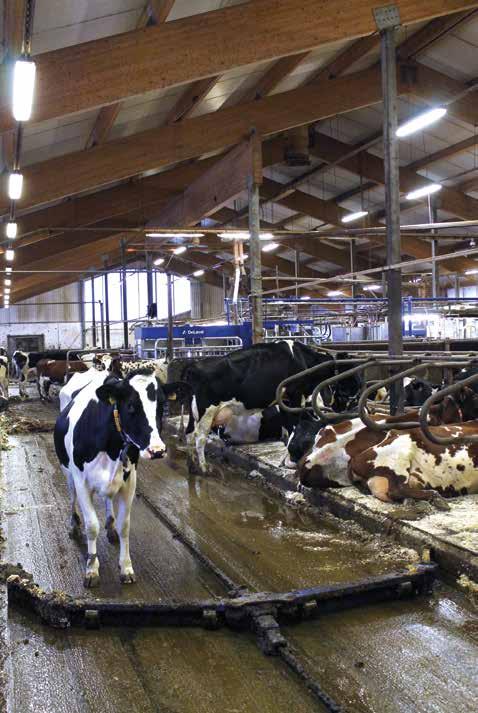 Luotettavasti toimineen DeLaval AKD-ketjulannanpoistokoneen ja kollegoiden positiivisten kokemusten ansiosta Juutiset vaihtoivat lypsyjärjestelmäksi DeLaval VMS TM -lypsyrobotit.