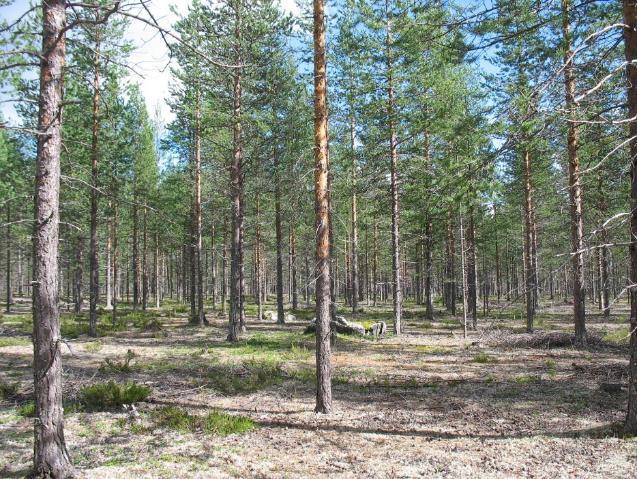 deltamaisesti levittyvän harjulaajentuman (kuva 7, oik.). Muodostuma on geomorfologialtaan monimuotoinen ja erottuu selvästi ympäristöstään. Muodostuman pinnassa on myös rantamuodostumia ja dyynejä.