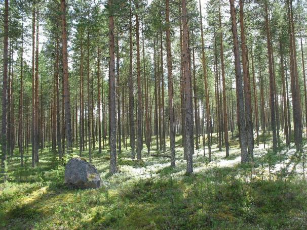 58/73 pohjavettä purkautuu noin 200 m 3 /d, ja pohjavesialue soveltuu siten yhdyskuntien vedenhankintaan.