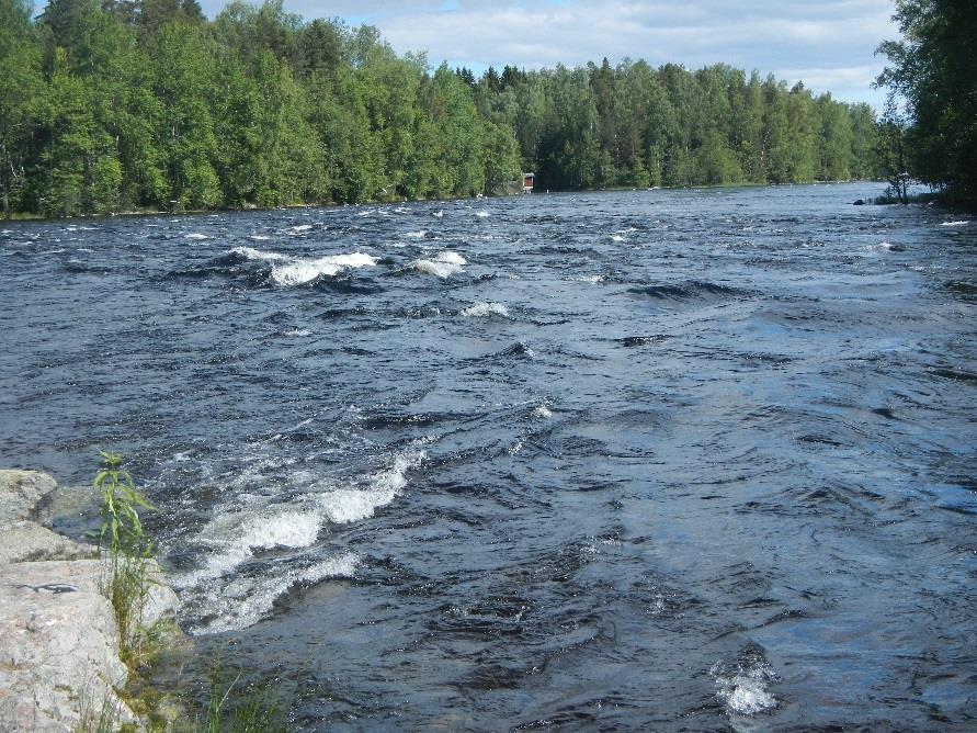 Kutupesiä (kpl) 22 Kuva 23. Kalkkistenkoskea (Kuva Joonas Rajala) Todennäköisesti Kalkkistenkoskessa on kutenut sekä Päijänteestä kudulle laskeutunut että Ruotsalaisesta noussut taimenkanta.