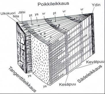 14 3 LUJUUSOMINAISUUKSIIN VAIKUTTAVAT TEKIJÄT 3.1 Puun rakenne Puun rakenteita ja ominaisuuksia kuvailtaessa on syytä käyttää oikeanlaista kuvailukoordinaatistoa.