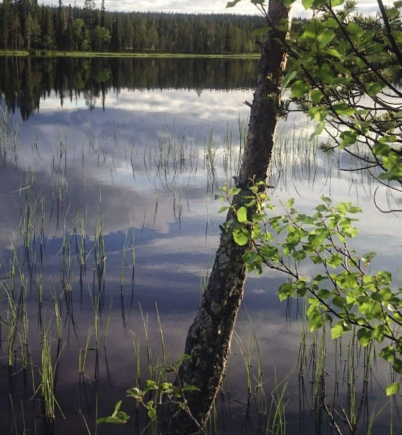 Jäsentiedote Metsänomistajat Rovaniemi 2/2018 Hyvä metsänhoitoyhdistyksen