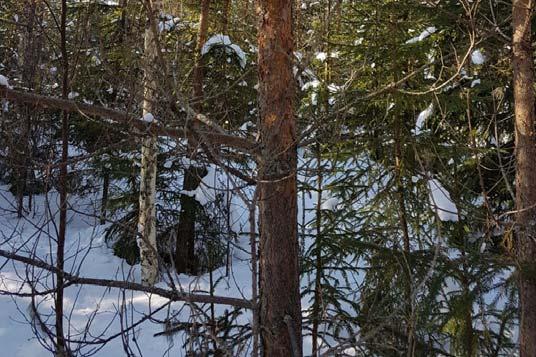 rungosta ei tule enää kelvollista tyvitukkia