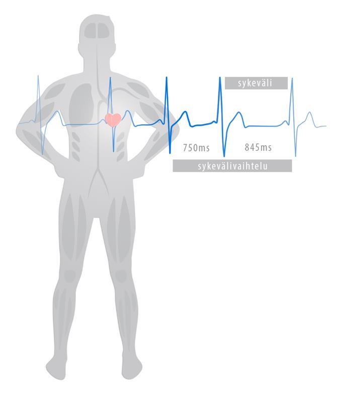 SYKEVÄLIVAIHTELU: IKKUNA KEHON TOIMINTAAN Sydän sopeutuu autonomisen hermoston välityksellä muuttuviin tilanteisiin aiheuttamalla vaihtelua peräkkäisten sydämenlyöntien väliseen aikaan eli